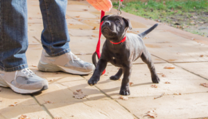 puppy leash introduction training Phoenix